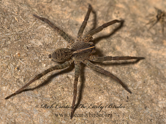 Tigrosa  WOLF SPIDER 9048900z
