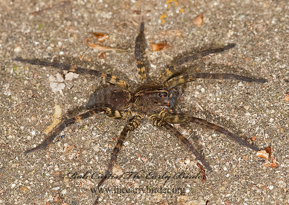 Tigrosa aspersa 8023347z