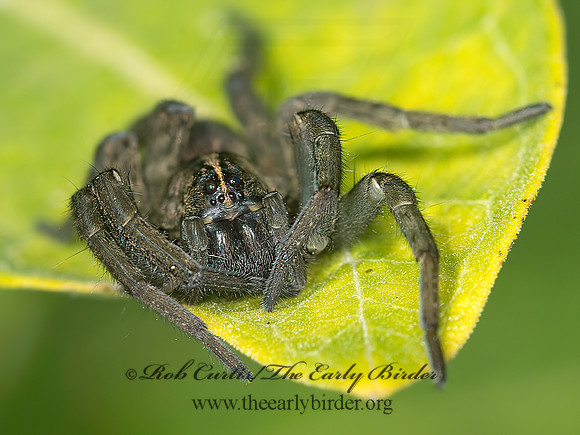 Tigrosa helluo  WOLF SPIDER 9041554z