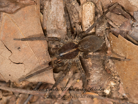 Tigrosa georgicola  WOLF SPIDER 9050595z