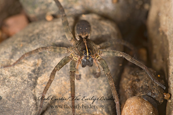 Tigrosa  WOLF SPIDER 9048905z