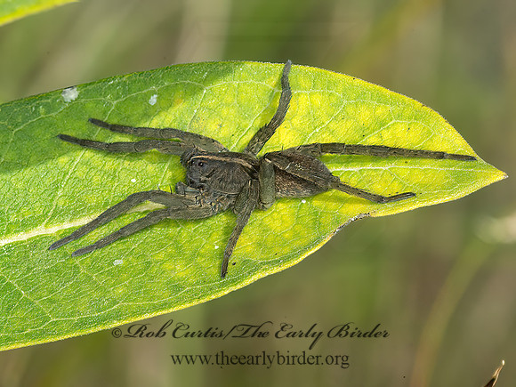 Tigrosa helluo  WOLF SPIDER 9041558z