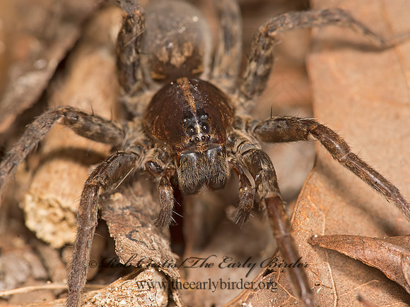 Tigrosa georgicola  WOLF SPIDER 9050599z