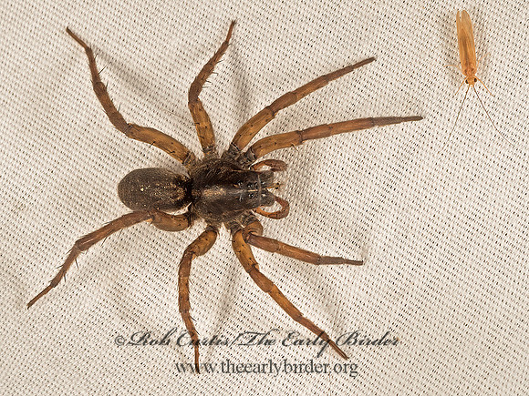 Tigrosa helluo  WOLF SPIDER 9051376z