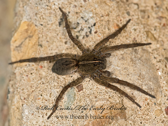 Tigrosa helluo  WOLF SPIDER 9053273z