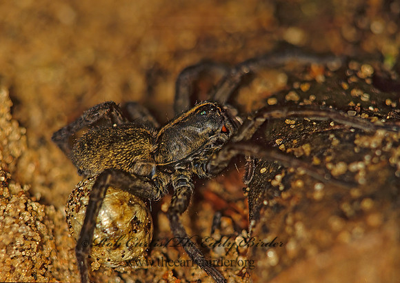 Tigrosa helluo 41917~ Fz
