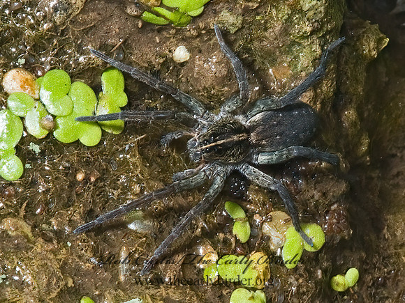Tigrosa helluo 5014789 z
