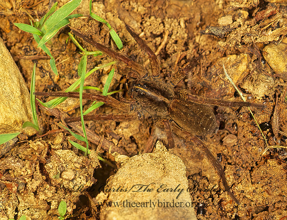Tigrosa helluo 173318~ Fz