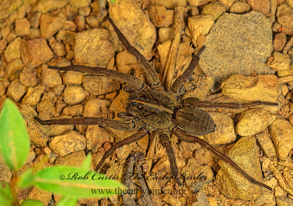 Tigrosa helluo 171311~ Fz