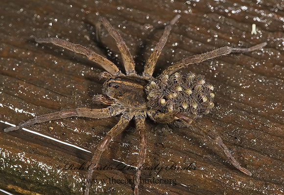 Tigrosa helluo 8004890z