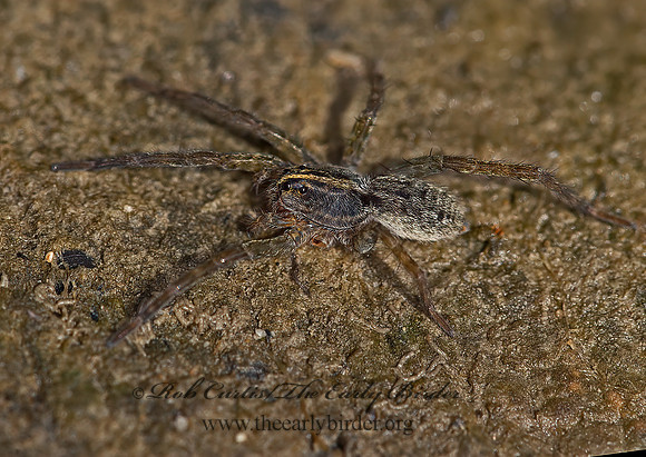 Tigrosa helluo 9024412z