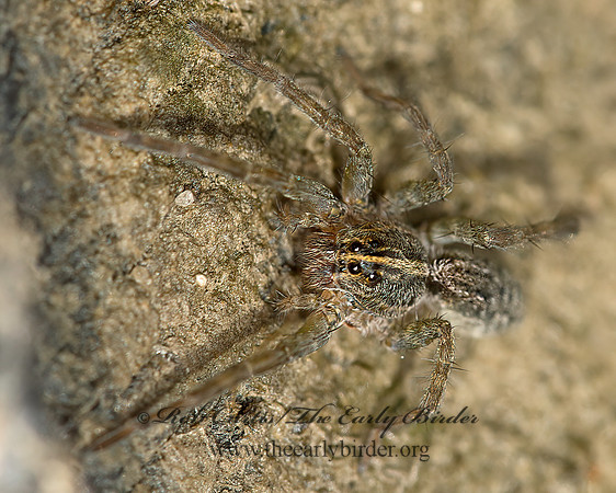 Tigrosa helluo 9024413z
