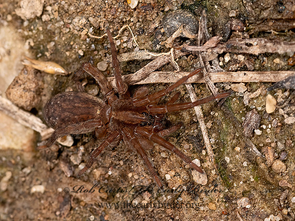 Varacosa avara  WOLF SPIDER 3023070z