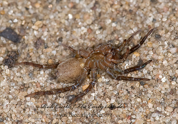 Varacosa avara  WOLF SPIDER 6011956z