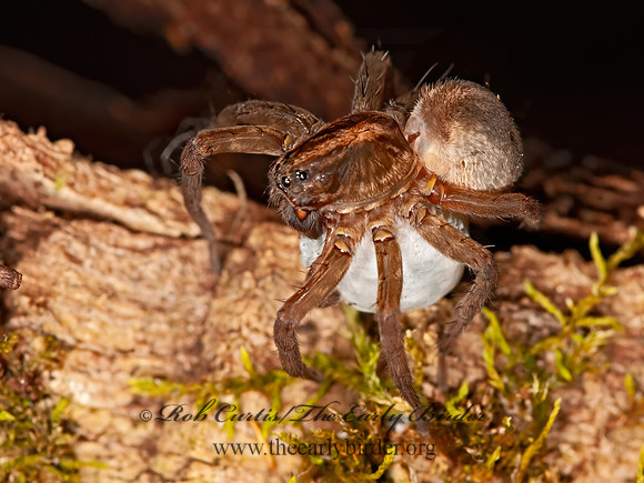 Trochosa  WOLF SPIDER 3016219z