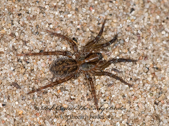 Varacosa avara  WOLF SPIDER 6011957z