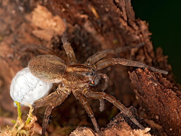 Trochosa  WOLF SPIDER 3016220z