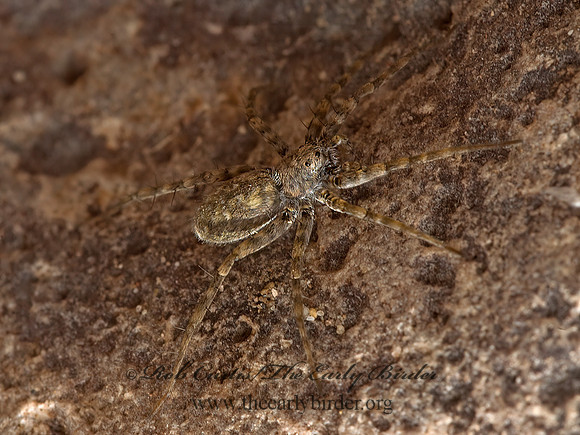 Pardosa  THIN-LEGGED WOLF SPIDER  9054774z