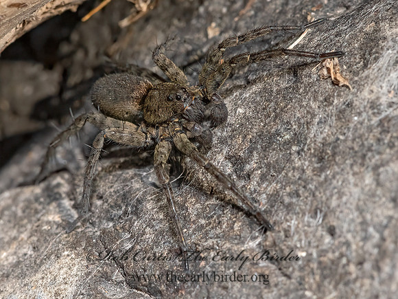 Pardosa  THIN-LEGGED  WOLF SPIDER 3024202z