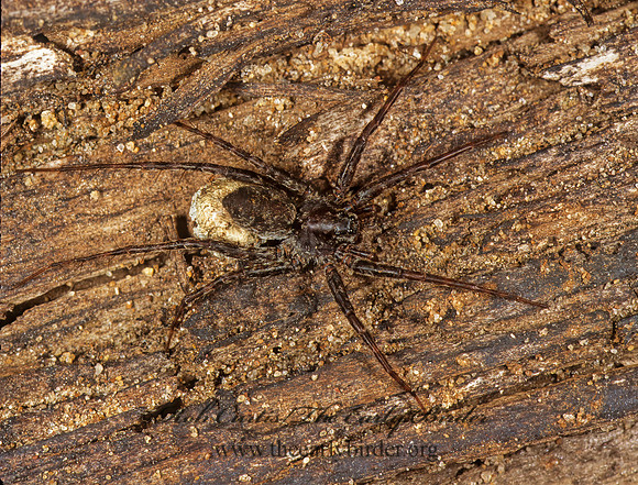Pardosa  THIN-LEGGED WOLF SPIDER 1115228z
