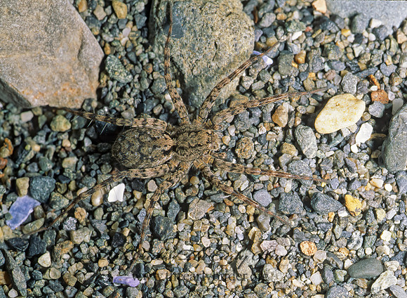 Pardosa  THIN-LEGGED WOLF SPIDER 237528 z