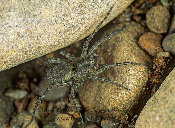 Pardosa  THIN-LEGGED WOLF SPIDER 149525z