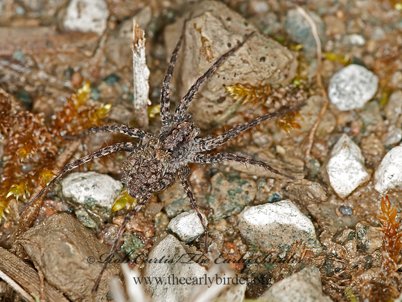 Pardosa  THIN-LEGGED WOLF SPIDER 3014244z