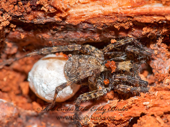 Pardosa  THIN-LEGGED WOLF SPIDER 3015334z
