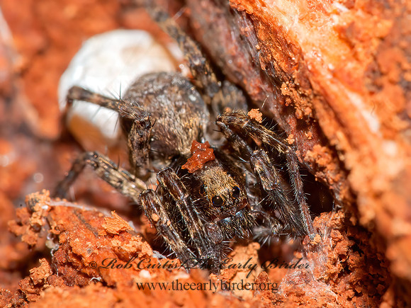 Pardosa  THIN-LEGGED WOLF SPIDER 3015335z