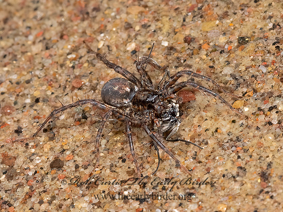 Pardosa  THIN-LEGGED WOLF SPIDER 3024660z