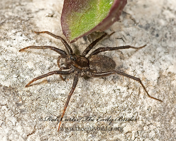 Pardosa  THIN-LEGGED WOLF SPIDER 3025026z