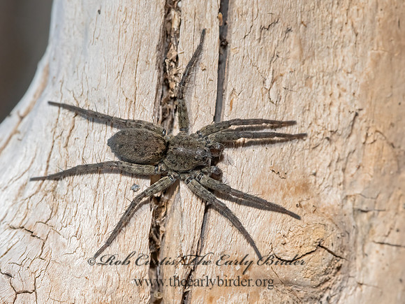 Pardosa  THIN-LEGGED WOLF SPIDER 3024200z