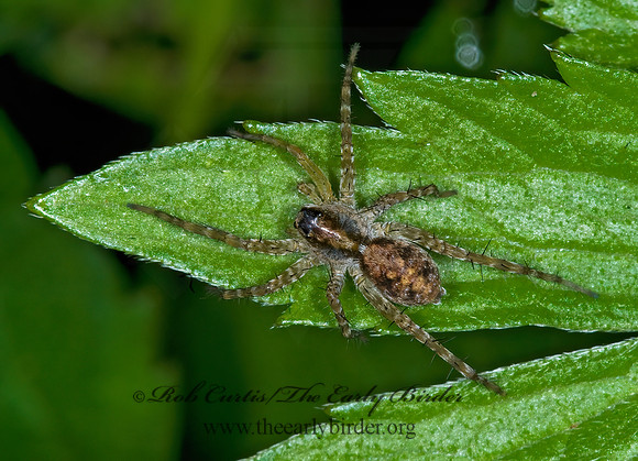 Pardosa  THIN-LEGGED WOLF SPIDER 6006905z