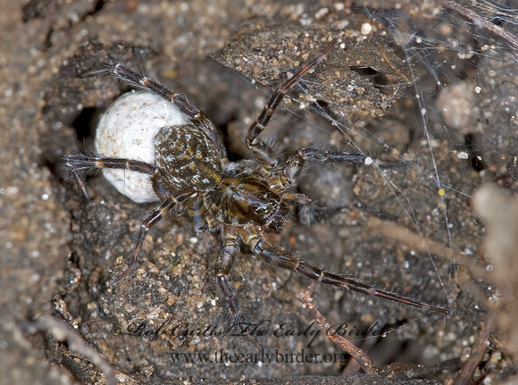Pardosa  THIN-LEGGED WOLF SPIDER 6007846z