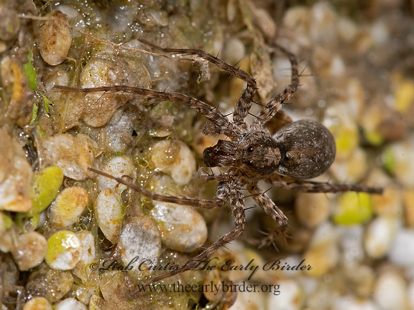 Pardosa  THIN-LEGGED WOLF SPIDER 3025988z