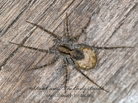 Pardosa  THIN-LEGGED WOLF SPIDER 6008549z