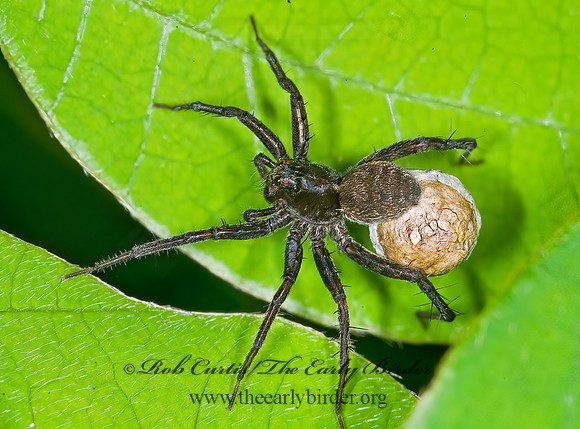 Pardosa  THIN-LEGGED WOLF SPIDER 6010041z