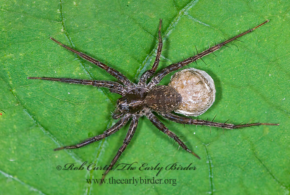 Pardosa  THIN-LEGGED WOLF SPIDER 6010046z