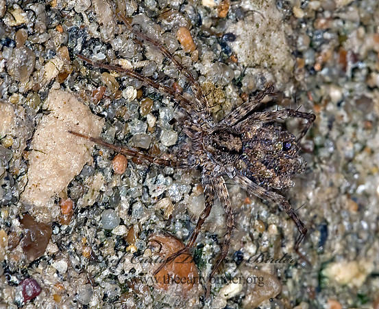 Pardosa  THIN-LEGGED WOLF SPIDER 6013149z