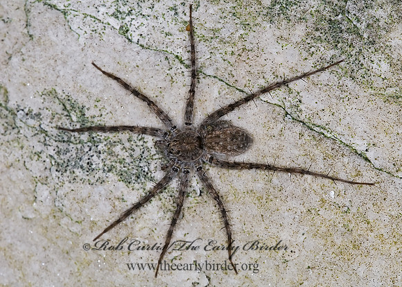 Pardosa  THIN-LEGGED WOLF SPIDER 6013153z