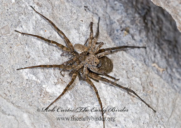 Pardosa  THIN-LEGGED WOLF SPIDER 7002197z