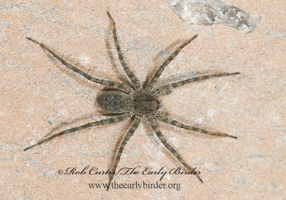 Pardosa  THIN-LEGGED WOLF SPIDER 7002201z