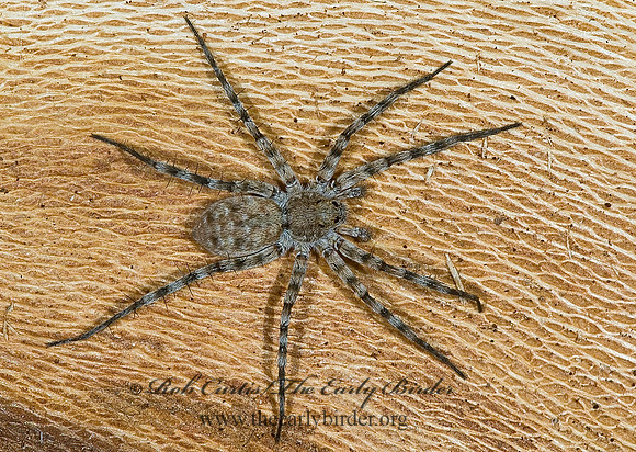 Pardosa  THIN-LEGGED WOLF SPIDER 7008901z