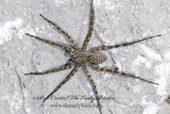 Pardosa  THIN-LEGGED WOLF SPIDER 7002199z