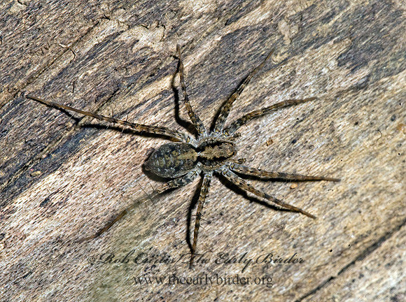 Pardosa  THIN-LEGGED WOLF SPIDER 8017248z