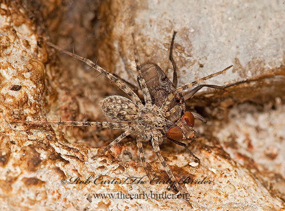 Pardosa  THIN-LEGGED WOLF SPIDER 8023446z