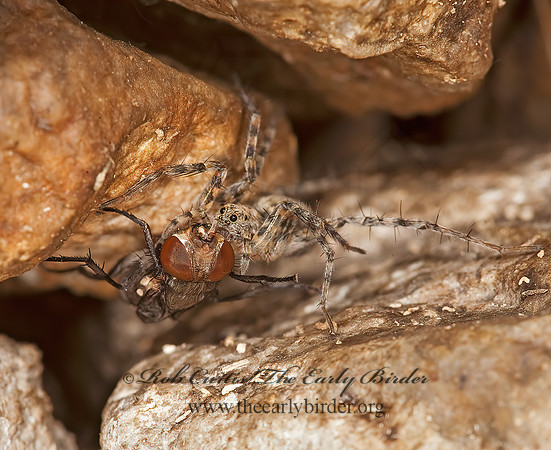 Pardosa  THIN-LEGGED WOLF SPIDER 8023452z
