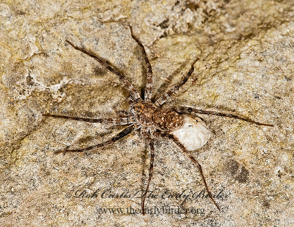 Pardosa  THIN-LEGGED WOLF SPIDER 8023467z