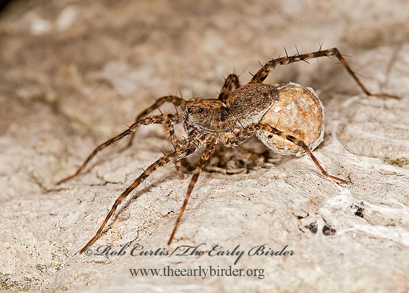 Pardosa  THIN-LEGGED WOLF SPIDER 8023476z