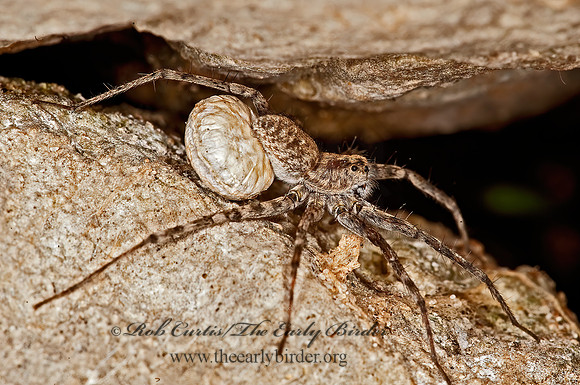 Pardosa  THIN-LEGGED WOLF SPIDER 8023473z